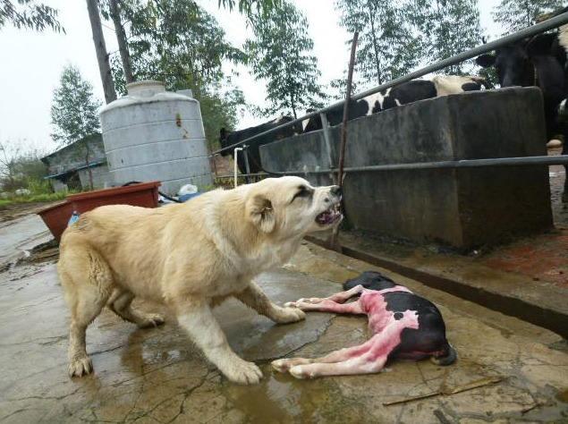 狗狗罚站视频:狗狗不听话，越打越闹腾怎么办？ 狗狗罚站视频视频