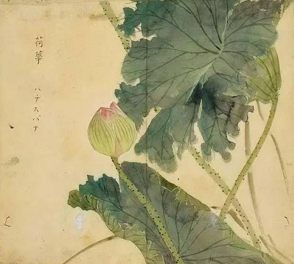 2021年最好听的微信网名女伤感:有哪些花草的名字听着就特别美好