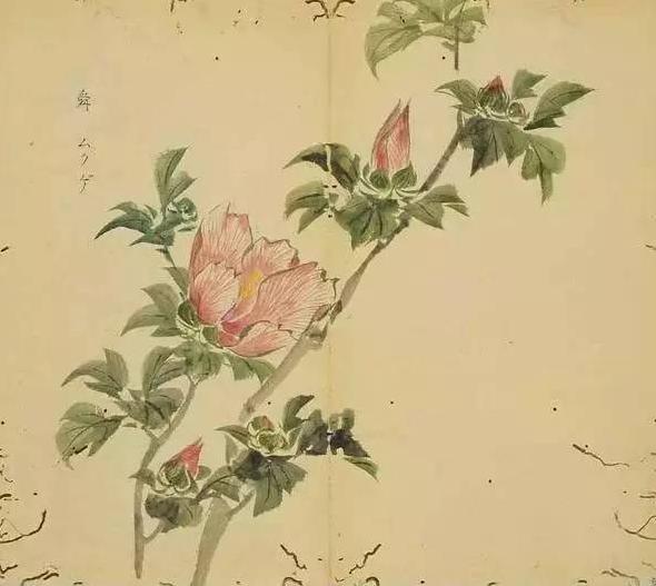 2021年最好听的微信网名女伤感:有哪些花草的名字听着就特别美好