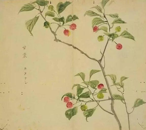 2021年最好听的微信网名女伤感:有哪些花草的名字听着就特别美好