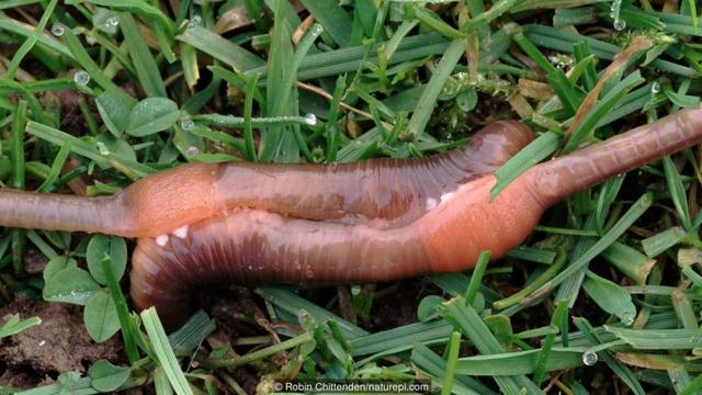 头条问答 - 蚯蚓是怎么繁殖小蚯蚓的?(5个回答)