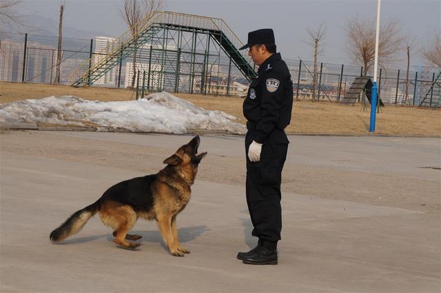 小德国牧羊犬图片:为什么德国牧羊犬是犬中之王？