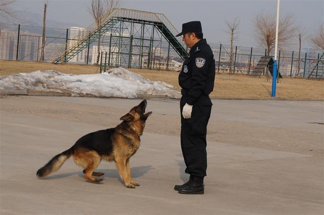 德牧犬名犬名血:为什么德国牧羊犬是犬中之王？