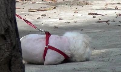 夏天给狗狗剃毛降温有用吗:夏天给狗狗剃毛降温有用吗蚂蚁 狗狗可以剃毛吗？为什么？