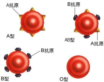 头条问答 父亲是o型血母亲是ab型血 女儿是o型 儿子是ab型 请问兩孩子是自己的吗 4个回答