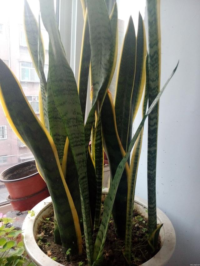 虎皮龙舌兰的养殖方法和注意事项:白玉虎皮兰的养殖方法和注意事项有哪些？