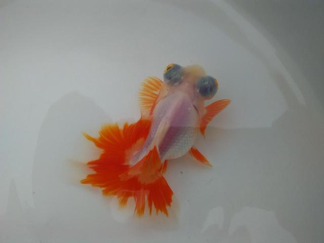 头条问答 养金鱼的最低温度是多少 7个回答