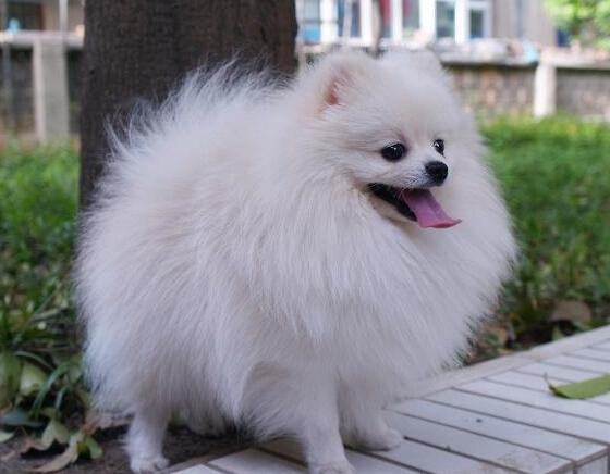 俊介是什么品种的狗:俊介犬好养吗，俊介是博美犬的一种