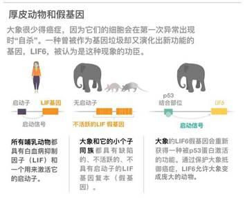 史德拉海牛灭绝在哪:为什么大象不容易得癌症？