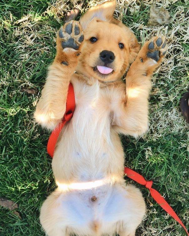 宠物犬图片大全:宠物狗大全图片及名称 有人说金毛成为了受欢迎的宠物狗，你怎么看？