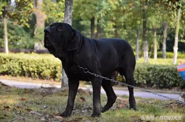 法国獒犬视频:法国波尔多獒犬 狗，犬，獒有什么不同？哪个更适合家养？