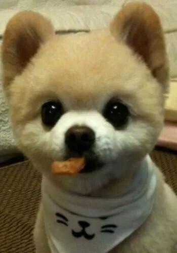 银狐犬和博美杂交狗:萨摩耶与银狐博美犬种的区别？ 银狐犬和博美杂交毛少