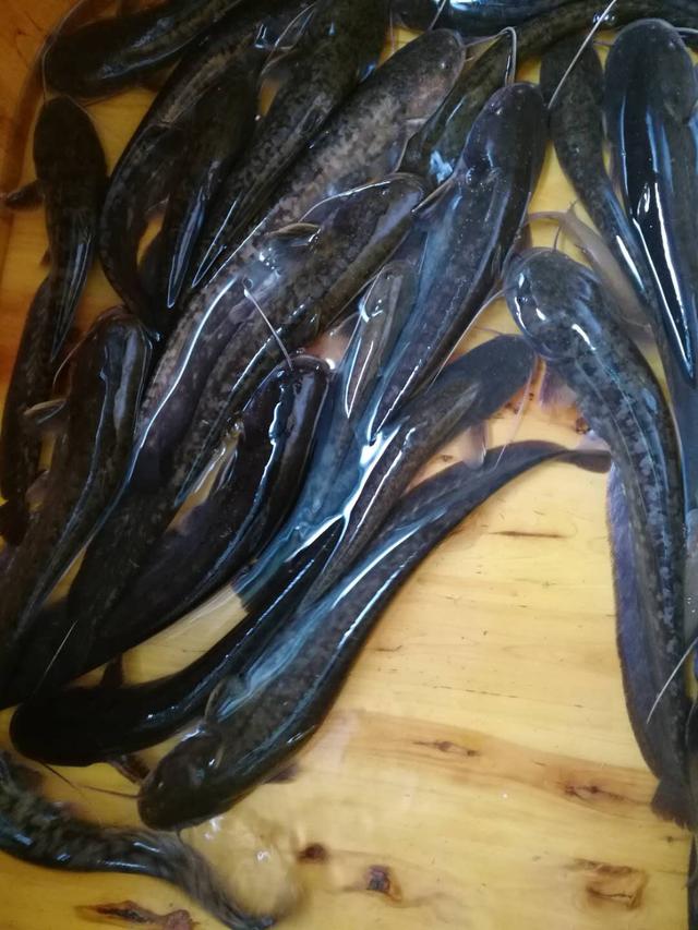 青鲇鱼:鲶鱼怎么处理去腥味？#吃货召集令#？