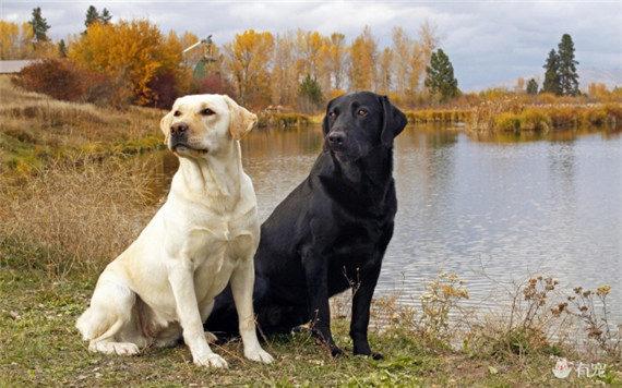 小柴犬阿旺的和风式生活百度云:家里养了只贵宾，新来只柴犬，水火不相容，怎么办？