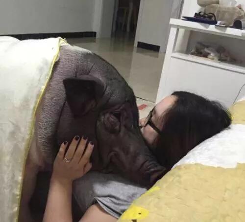 养一群微型猪是什么体验:在农村搞一个小型的酿酒厂，养点猪可以吗？