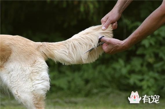 犬,小雪納瑞犬,迷你杜賓犬,柯基犬,一般主人都會叫寵物醫生為他們斷尾