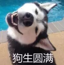 巴哥犬表情包帅气:如果把哈士奇放到狼群里养，会不会就不“二”了呢？ 巴哥犬表情包震惊