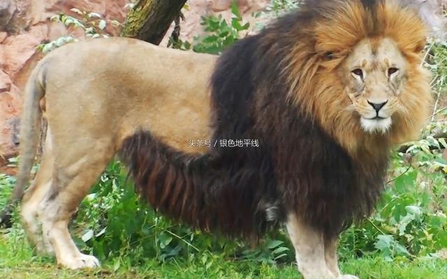 狮子属于猫科还是犬科,狮子到底是猫科还是犬科？