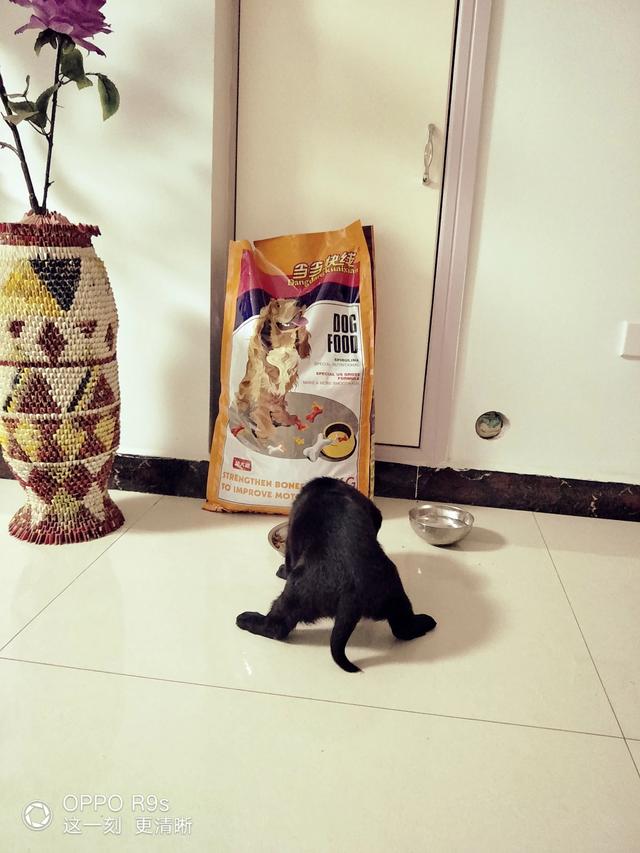 拉布拉多纯种多少钱幼犬黑色:拉布拉多犬的价格一般是多少？