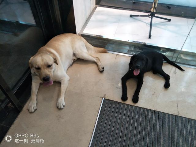 拉布拉多纯种多少钱幼犬黑色:拉布拉多犬的价格一般是多少？