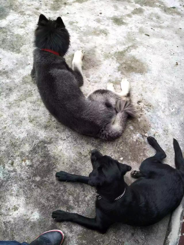 拉布拉多纯种多少钱幼犬黑色:拉布拉多犬的价格一般是多少？