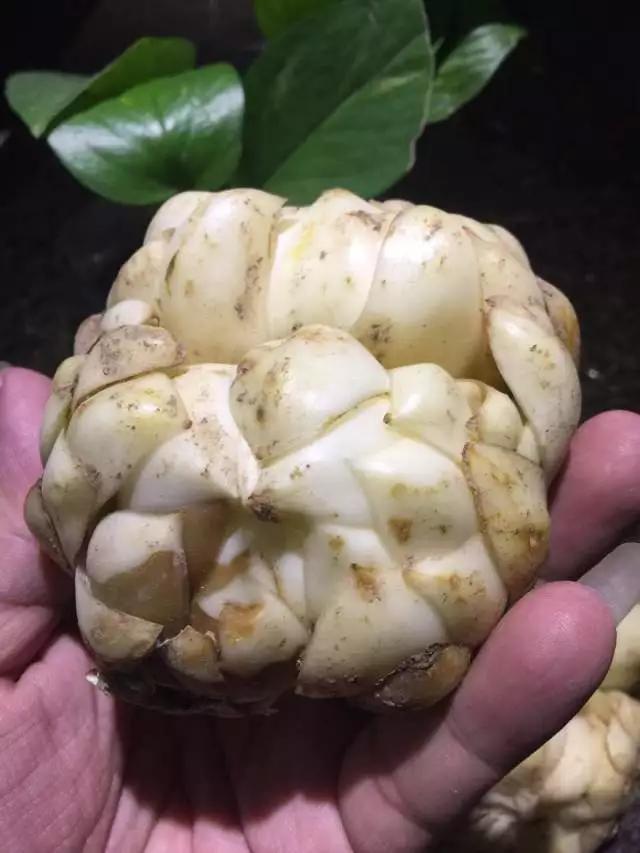 头条问答 - 邵阳隆回龙牙百合是中国地理标志产品吗?(5个回答)