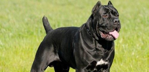 皇家护卫犬卡斯罗怎么样:为什么很多人喜欢卡斯罗？ 意大利护卫犬卡斯罗