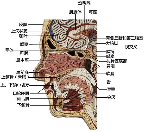 头条问答 为什么有些人从来不流鼻血 耳鼻喉科老大叔袁光明的回答 0赞