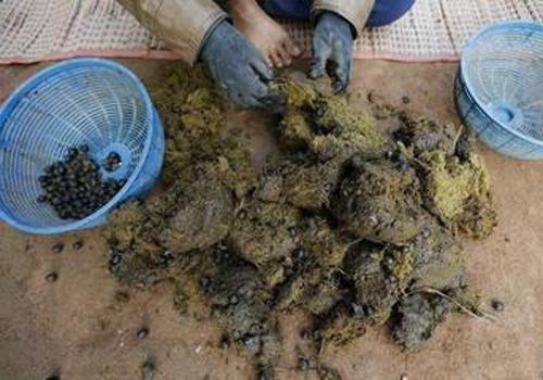 贵州黔东南地区人真的喜欢吃牛粪火锅吗,这能下嘴?-生活百科