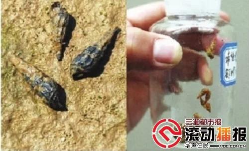 钉螺是什么？经常吃有什么危害？