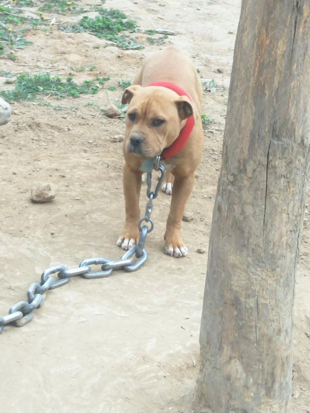 比特名犬大全:哪些品种的狗能打得过比特犬？