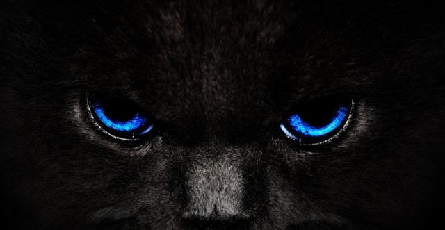 百变猫咪写真:你拍过最好看的猫片是什么？