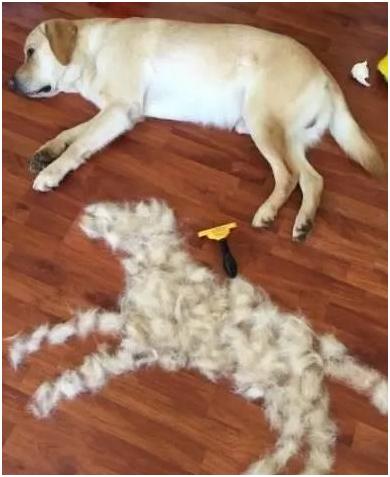 较便宜的宠物狗:有什么大型犬推荐，便宜的，贵的我养不起，好难？ 比较便宜的宠物狗
