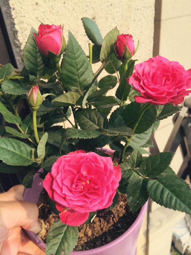 玫瑰花是什么时候开放的还有怎样开放的