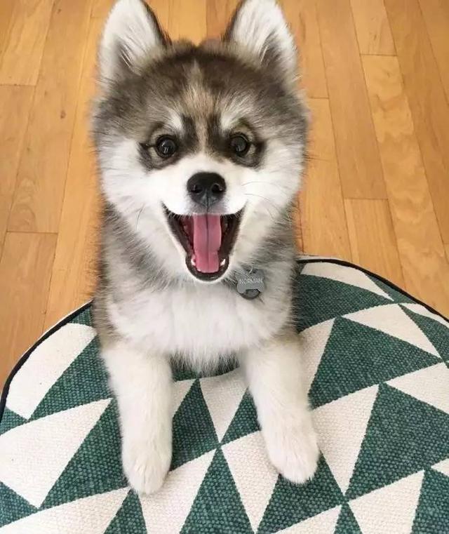 俊介是什么品种的狗:俊介犬好养吗，俊介是博美犬的一种