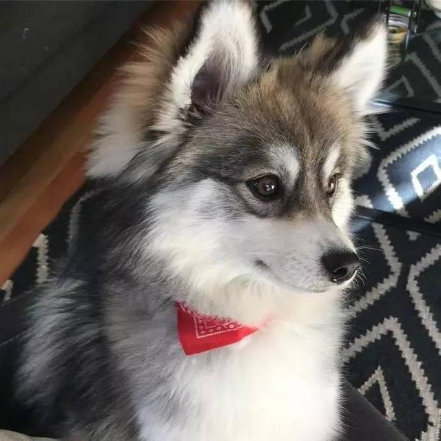 俊介是什么品种的狗:俊介犬好养吗，俊介是博美犬的一种