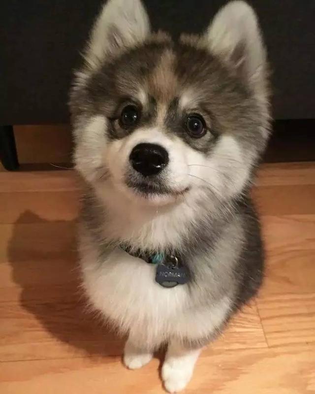 俊介是什么品种的狗:俊介犬好养吗，俊介是博美犬的一种