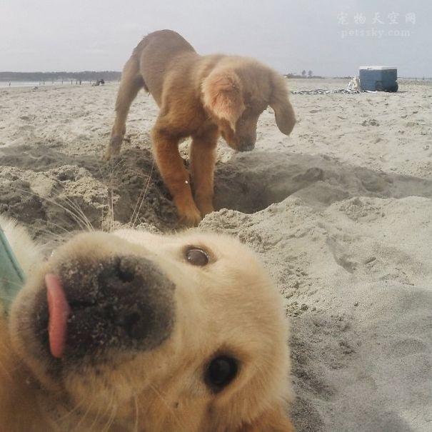 宠物犬图片大全:宠物狗大全图片及名称 有人说金毛成为了受欢迎的宠物狗，你怎么看？
