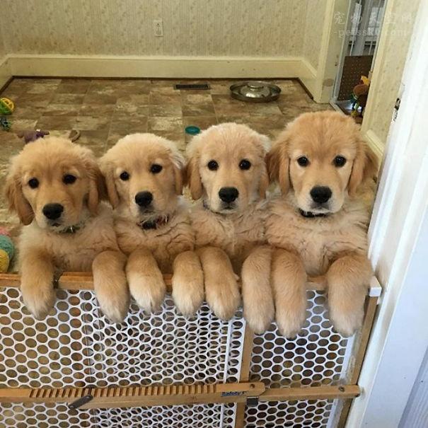 宠物犬图片大全:宠物狗大全图片及名称 有人说金毛成为了受欢迎的宠物狗，你怎么看？