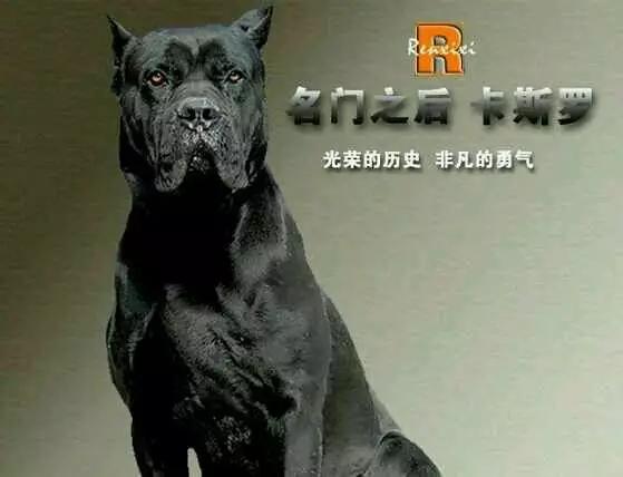法国獒犬视频:法国波尔多獒犬 狗，犬，獒有什么不同？哪个更适合家养？