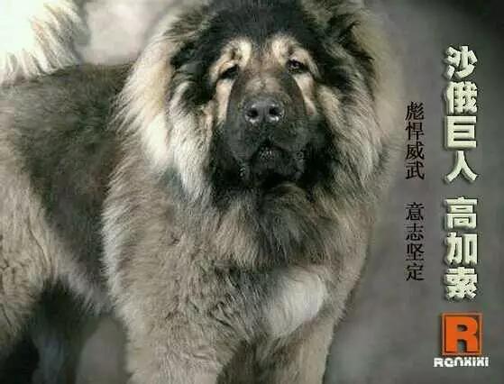 法国獒犬视频:法国波尔多獒犬 狗，犬，獒有什么不同？哪个更适合家养？