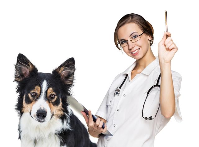 像贝生吉犬:哪些狗容易被误认为是吉娃娃？