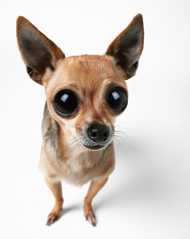 像贝生吉犬:哪些狗容易被误认为是吉娃娃？