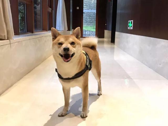 动物性行为狗锁猫视频:长时间把宠物关在房间里会怎么样？
