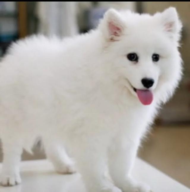 银狐犬和博美杂交狗:萨摩耶与银狐博美犬种的区别？ 银狐犬和博美杂交毛少