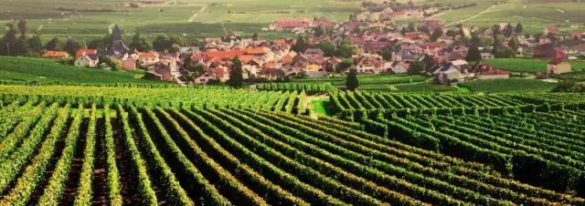 domaine红酒价格，法国南部有哪些比较好的红酒？