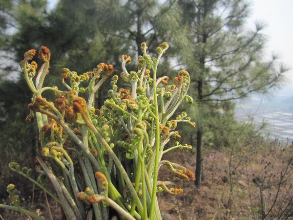 蕨菜的禁忌:東北朋友寄了一箱蕨菜,說味道鮮美,可網上說蕨菜致癌,能吃