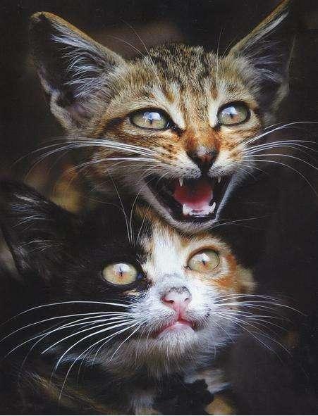 猫天天晚上叫不停:猫猫很怕人，晚上老是叫，早上喜欢躲在黑暗的地方，怎么办？