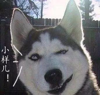 哈士奇狗狗俱乐部:如果把哈士奇放到狼群里养，会不会就不“二”了呢？ 哈士奇狗狗名字大全