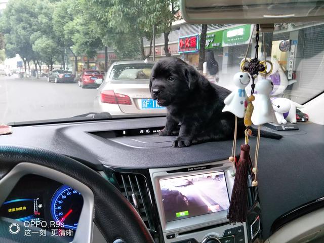 拉布拉多纯种多少钱幼犬黑色:拉布拉多犬的价格一般是多少？